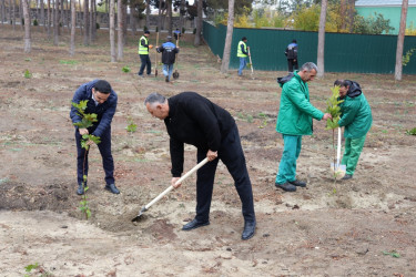 For the first time in the tree-planting action held in Naftalan, Adam apple (maclura) tree, adapted to local conditions, was planted