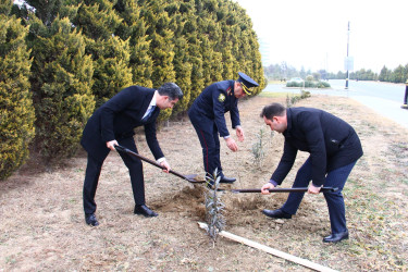 Sakura trees have been planted in Naftalan