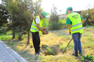 Naftalanda ağacəkmə aksiyası keçirildi