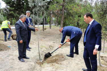 Anım Günü ilə əlaqədar ağacəkmə aksiyası keçirilib