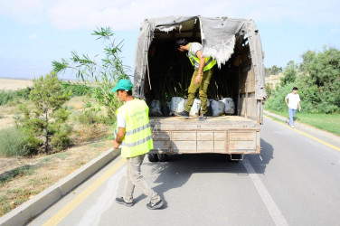 Yaşıl Dünya Naminə Həmrəylik İli çərçivəsində yaşıllıqlar salınır