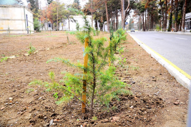 For the first time in the tree-planting action held in Naftalan, Adam apple (maclura) tree, adapted to local conditions, was planted