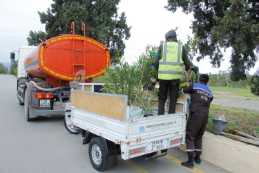 Tree planting and landscaping are underway in Naftalan