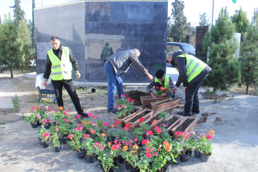 Naftalanda ağac və gül kolları əkilib