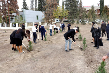 Naftalanda YAP ağacəkmə aksiyası keçirib