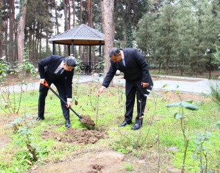 В городе Нафталан были посажены деревья сакуры