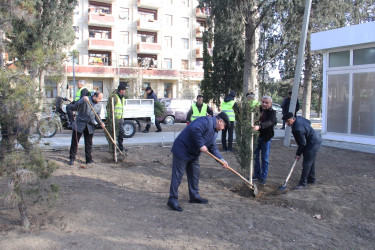 Naftalanda növbəti ağacəkmə aksiyası keçirilib