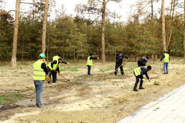 Naftalanda keçirilən ağacəkmə aksiyasında ilk dəfə olaraq yerli şəraitə uyğunlaşdırılmış Adəmalması (maklyura) ağacı əkilib