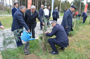 В рамках "Года Гейдара Алиева" была проведена очередная акция по посадке деревьев
