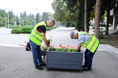 Yaşıl Dünya Naminə Həmrəylik İli çərçivəsində yaşıllıqlar salınır