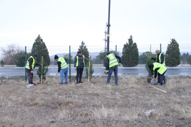 Naftalanda ağac və gül kolları əkilib