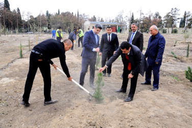 Naftalanda YAP ağacəkmə aksiyası keçirib