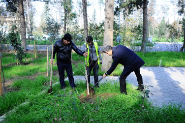 “Yaşıl dünya naminə həmrəylik ili” çərçivəsində növbəti ağacəkmə aksiyası keçirilib