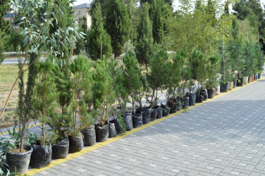 Naftalanda 27 sentyabr Anım Günü tədbiri keçirilib