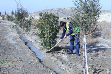 Naftalanda növbəti ağacəkmə aksiyası keçirilib