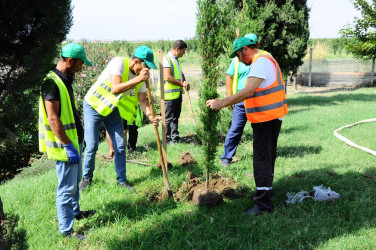 Yaşıl Dünya Naminə Həmrəylik İli çərçivəsində yaşıllıqlar salınır