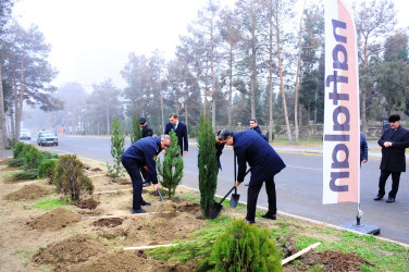 31 dekabr ərəfəsində ağacəkmə aksiyası keçirilib