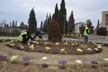 Naftalanda ağac və gül kolları əkilib