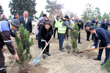 “Şəhərsalma və Memarlıq İli” çərçivəsində ağacəkmə aksiyası keçirilib