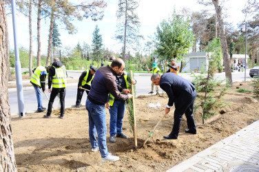 Naftalanda ağacəkmə aksiyası keçirilib