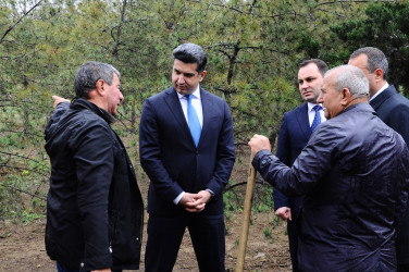 “Heydər Əliyev İli” çərçivəsində ağacəkmə aksiyası keçirilib