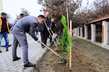 A tree planting action was held in Naftalan