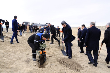 Naftalanda “Heydər Əliyev ili” çərçivəsində ağacəkmə aksiyası keçirilib