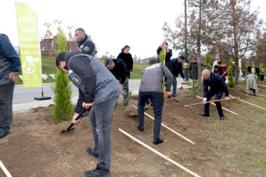 A tree planting action was held in Naftalan