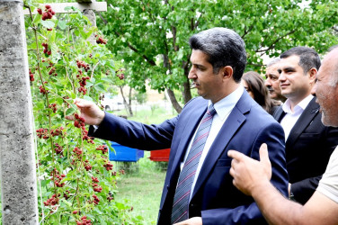 "Qaşaltı Bağları"na baxış keçirilib