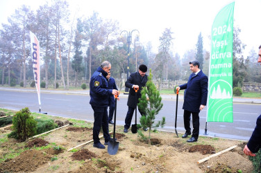 31 dekabr ərəfəsində ağacəkmə aksiyası keçirilib