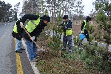 Naftalanda ağac və gül kolları əkilib