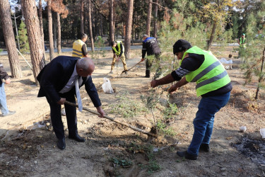 Naftalanda keçirilən ağacəkmə aksiyasında ilk dəfə olaraq yerli şəraitə uyğunlaşdırılmış Adəmalması (maklyura) ağacı əkilib