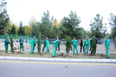 Tree planting action held