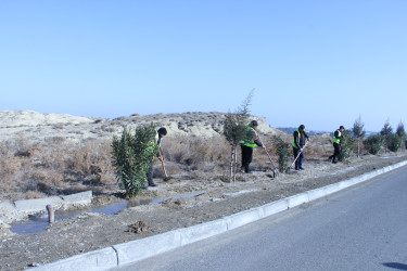 Naftalanda növbəti ağacəkmə aksiyası keçirilib
