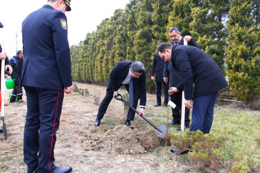 Sakura trees have been planted in Naftalan