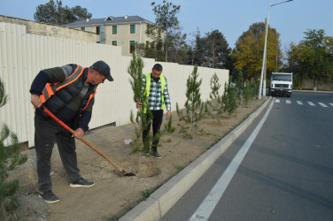 Naftalanda ağac və gül kolları əkilib
