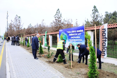 Naftalanda ağacəkmə aksiyası keçirilib