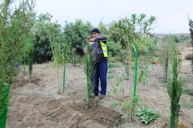 Naftalanda ağacəkmə aksiyası keçirilib