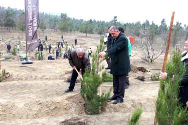“Şəhərsalma və Memarlıq İli” çərçivəsində ağacəkmə aksiyası keçirilib