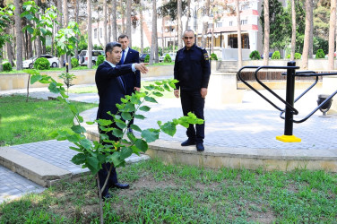 New sports facilities in Naftalan parks