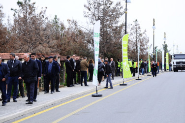 Naftalanda ağacəkmə aksiyası keçirilib