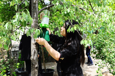 Qəhvəyi mərmər bağacığı ilə bağlı tədbirlər davam etdirilir