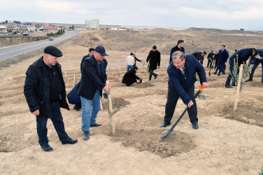 Naftalanda “Heydər Əliyev ili” çərçivəsində ağacəkmə aksiyası keçirilib