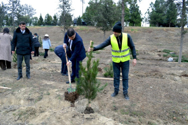 “Şəhərsalma və Memarlıq İli” çərçivəsində ağacəkmə aksiyası keçirilib
