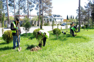 Tree planting and landscaping are underway in Naftalan