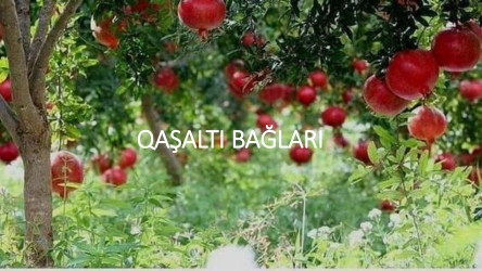 "Qaşaltı Bağları" layihəsi ilə bağlı görüş təşkil olunub