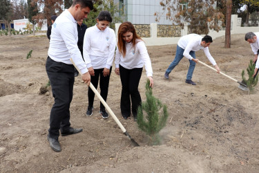 Naftalanda YAP ağacəkmə aksiyası keçirib