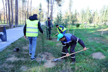 Продолжаются работы по озеленению