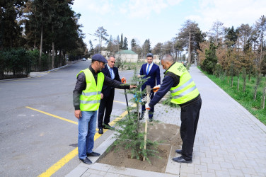 Tree planting action has become a tradition