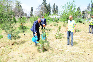 Another tree planting action was held within the framework of the” year of Constitution and sovereignty"